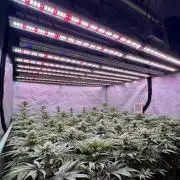 Gorilla Runtz