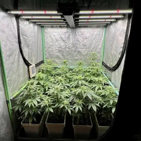 Strawberry Banana
