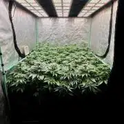 Mint Runtz