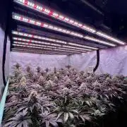 Gorilla Runtz