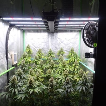 Peyote Gorilla