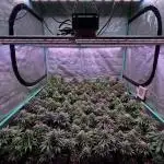 Moon Walker Kush