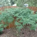 aloha Og