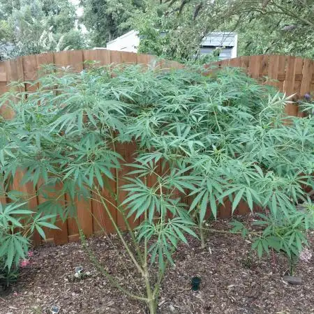 aloha Og