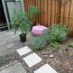 Outdoor Sativa Holland
