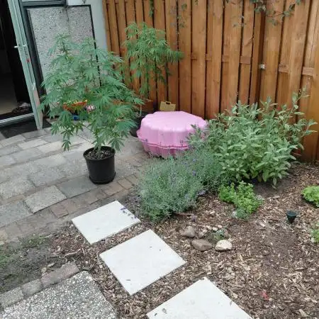 Outdoor Sativa Holland