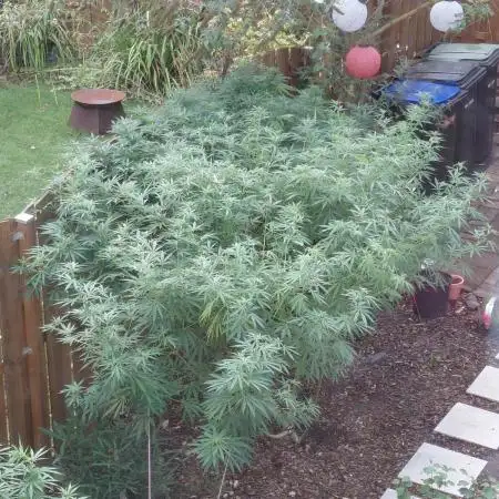 aloha Og