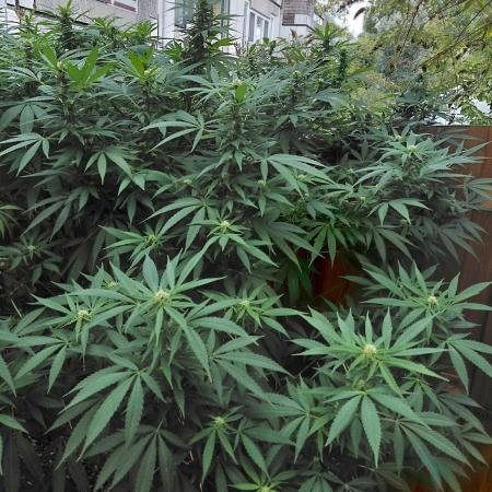 Outdoor Mexican Sativa Holland
