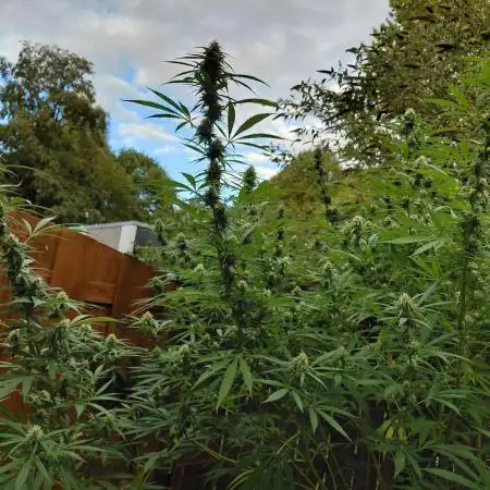 aloha Og
