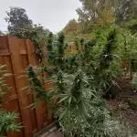 Outdoor Mexican Sativa Holland