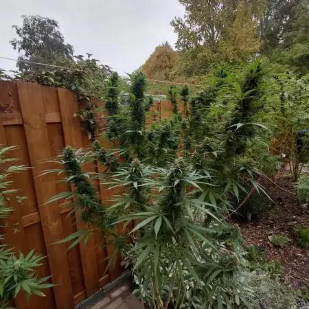 Outdoor Mexican Sativa Holland