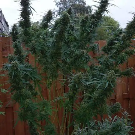 Outdoor Mexican Sativa Holland