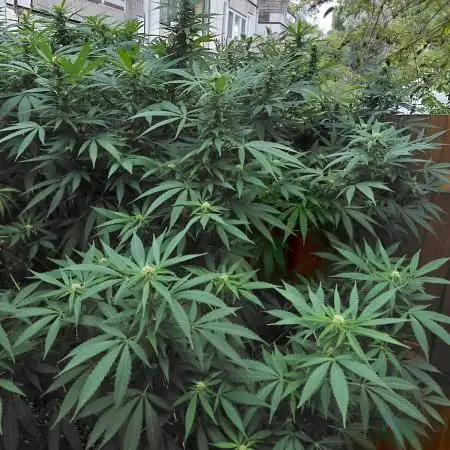 Outdoor Sativa Holland