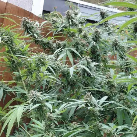 aloha Og