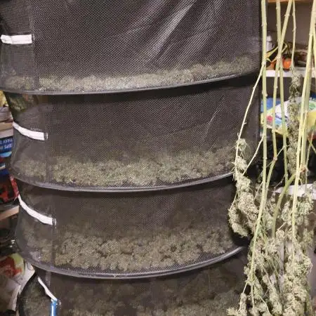 aloha Og