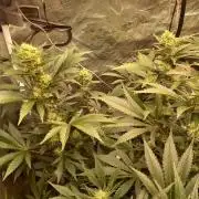 CRITICAL