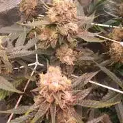 CRITICAL