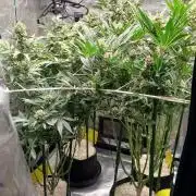 CRITICAL