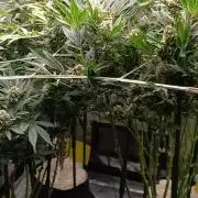 Cookies casket