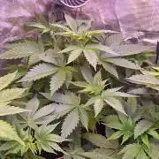 CRITICAL