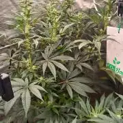 Cookies Sherbert Auto
