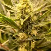 CRITICAL
