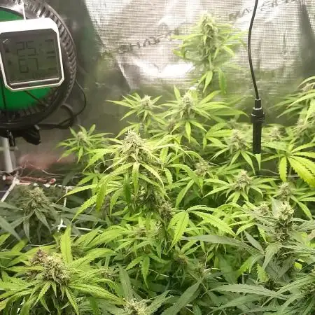 New York Sour D