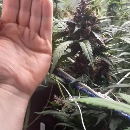 Mix autoflowering
