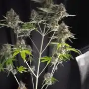 White widow auto sensi seed
