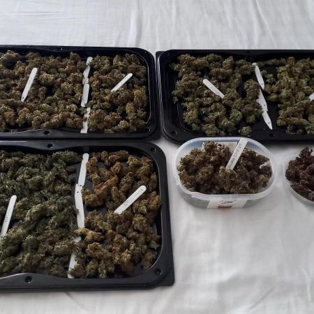 Mix autoflowering