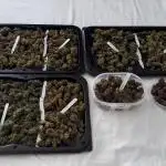 New York Sour D
