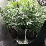 Cookies casket
