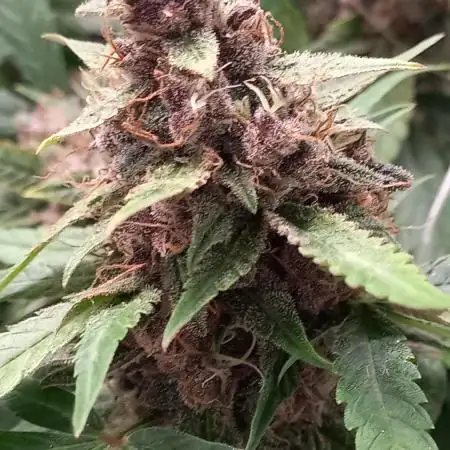 Mix autoflowering