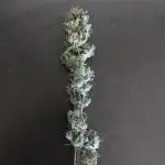 Skunk