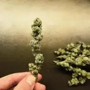 Lemon kush