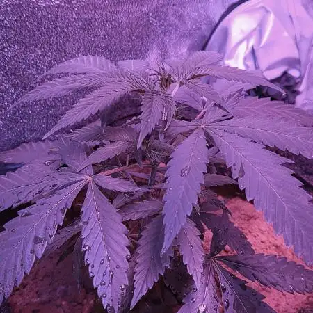 Lemon kush