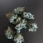 Bubblegum