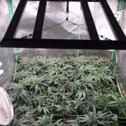 3x Mimosa X Orange Punch