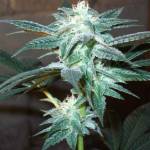 Kushberry and Exodus Kush