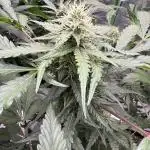 Coco/Biochar run