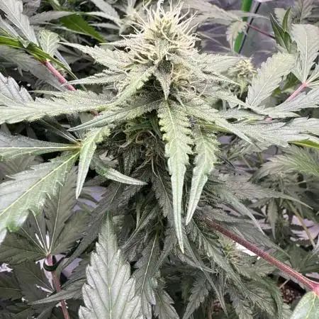 Coco/Biochar run
