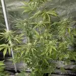 FumePop Auto x3