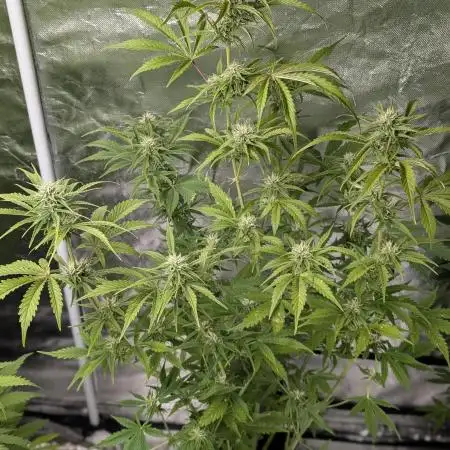 FumePop Auto x3