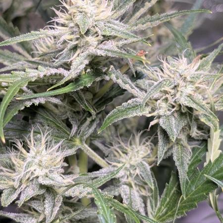 Black Opium Auto x3