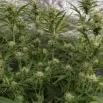 Creamzilla Auto x3