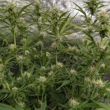 Creamzilla Auto x3