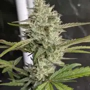 Guava X Gelato 41 x4