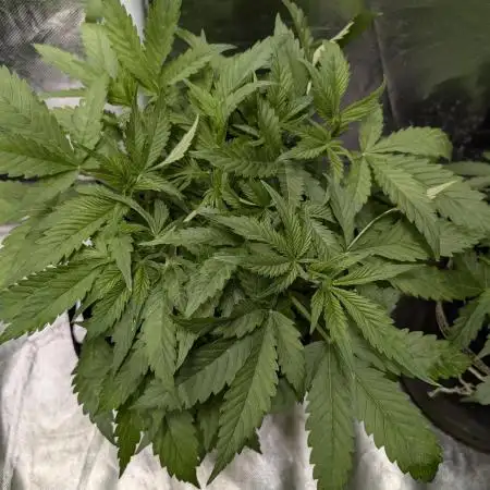 Twilight Zlush Auto x3