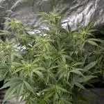 Creamzilla Auto x4