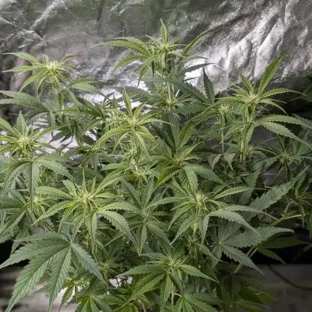 Creamzilla Auto x4
